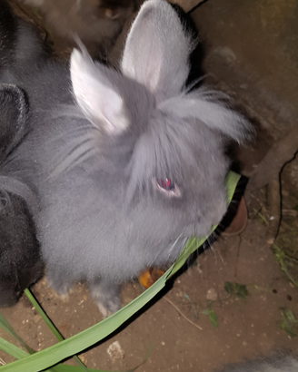 Animali