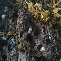 Isopodi cubaris panda king