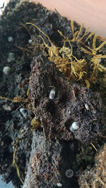 Isopodi cubaris panda king