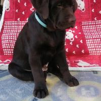 Cuccioli di labrador da allevamento