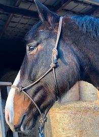 Asini pony cavalli pecore mucche