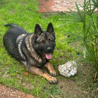 Adozione Pastore Tedesco