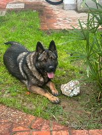 Adozione Pastore Tedesco