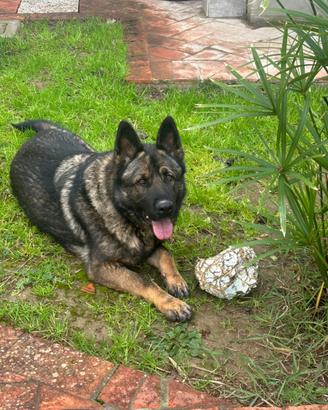 Adozione Pastore Tedesco