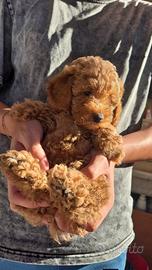 Cuccioli barboncino toy