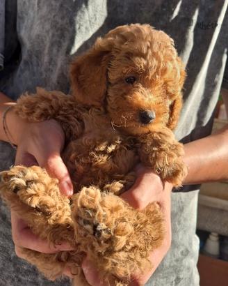 Cuccioli barboncino toy
