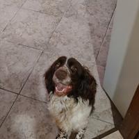 Springer spaniel
