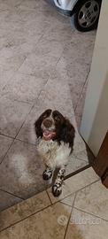 Springer spaniel