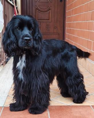 Cocker Inglese Maschio per Accoppiamento