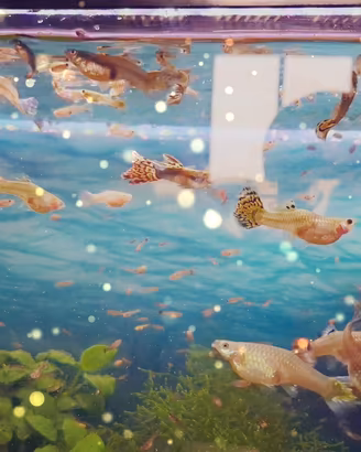 Guppy.adulti e piccoli