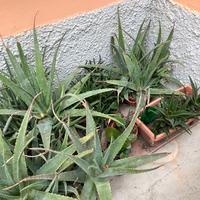 Piante di Aloe