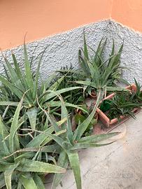 Piante di Aloe