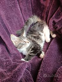 Cuccioli Maine coon