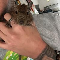 Vendita Degu del Cile 6 mesi