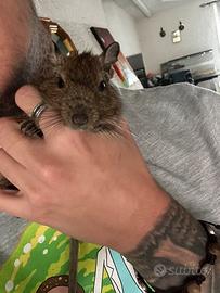 Vendita Degu del Cile 6 mesi