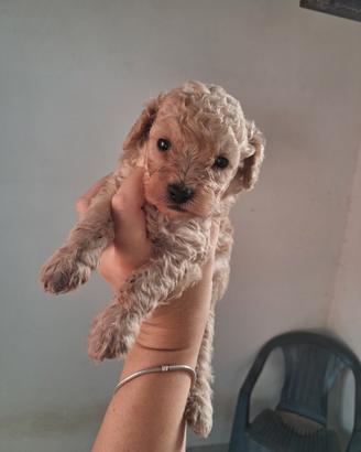 Maltipoo