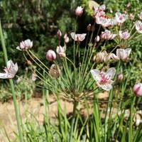5 rizomi Butomus Umbellatus pianta laghetto 