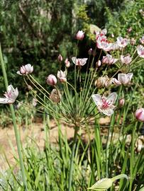 5 rizomi Butomus Umbellatus pianta laghetto 