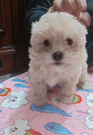 Cucciolo maltese maschietto