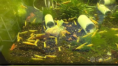 Neocaridine e Cambarellus Orange