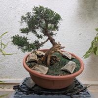 Bonsai Ginepro Kishu 