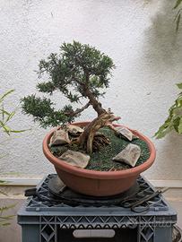 Bonsai Ginepro Kishu 