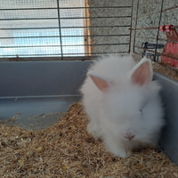 Coniglietti nani d'angora selezionati inglesi