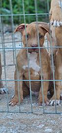 Pitbull UKC m