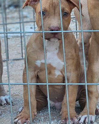Pitbull UKC m