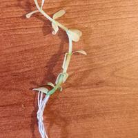 Bacopa Monnieri Compact White Pianta Rara per acqu