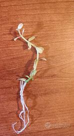 Bacopa Monnieri Compact White Pianta Rara per acqu