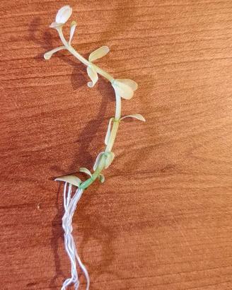 Bacopa Monnieri Compact White Pianta Rara per acqu