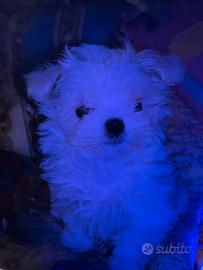 Maltese