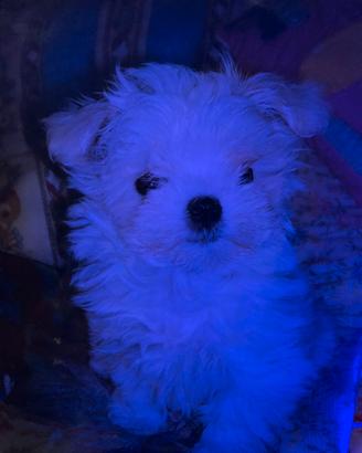 Maltese