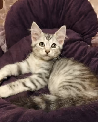 Siberiano