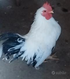 Giovane gallo nagasaki