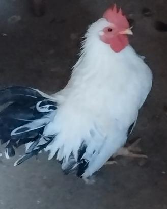Giovane gallo nagasaki