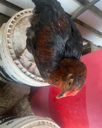 Galline