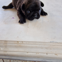 Cuccioli bulldog francesi