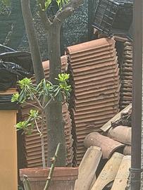 tegole terracotta FBM 