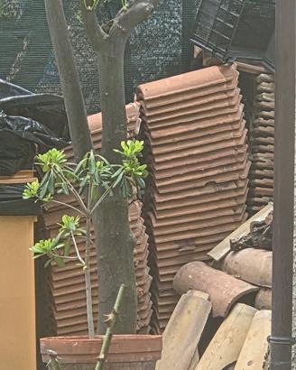 tegole terracotta FBM 