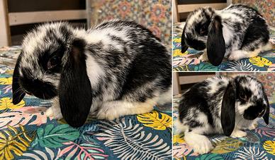 Coniglio ariete nano