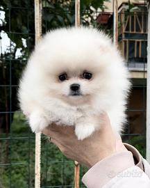 Pomerania femmina bianca