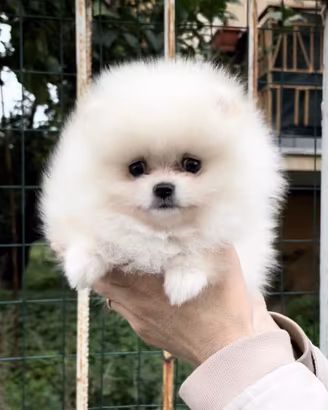 Pomerania femmina bianca