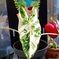 Alocasia Frydek Variegata