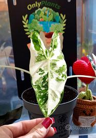 Alocasia Frydek Variegata