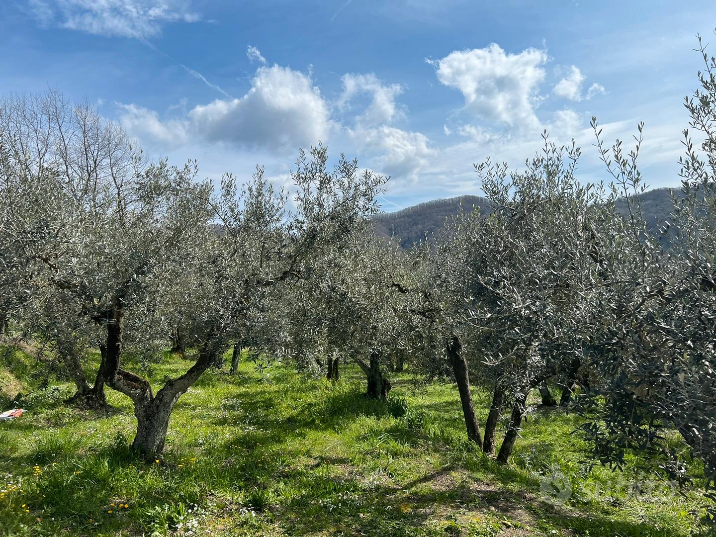 Terreno local pisoniano con pozzo e cisterna - Altro
