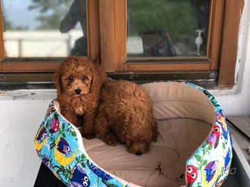 Cuccioli di barboncini toy e mini maschi femmine