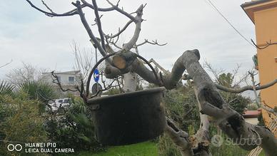 Pentola vintage (caldaro polenta)