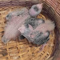 Calopsite pulli da imbecco